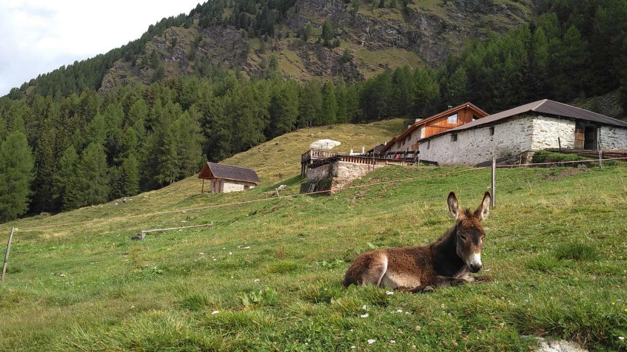 Villa Nestalp Malga Campo à Peio Extérieur photo